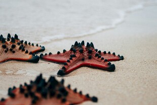 沙滩上的多彩海星