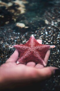 掌心的海星