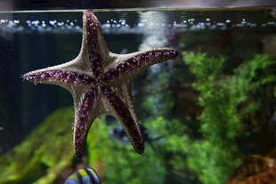 水中海星特写