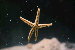水中海星特写