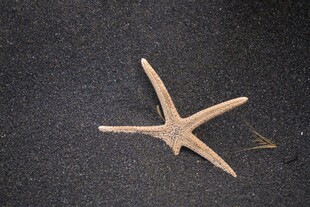 沙滩上的海星