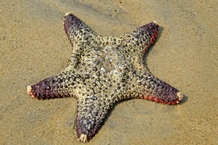 沙滩上的多彩海星