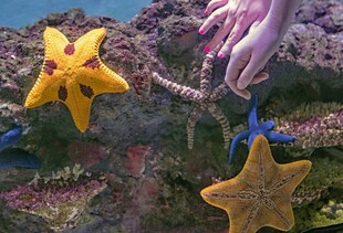 海底多彩海星与珊瑚景观