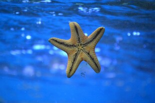 蓝色背景中的金色海星