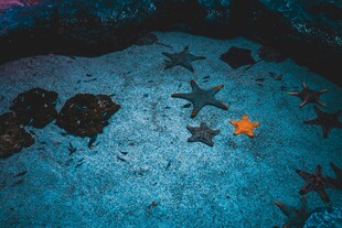 海底多彩海星景象
