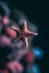 水中艳丽海星特写
