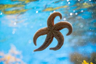 水中游动的棕色海星