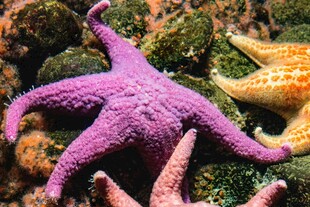 多彩海星栖息于礁石间