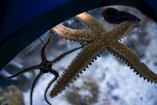 水中海星的独特姿态