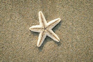 沙滩上的白色海星