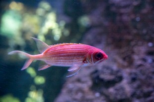 粉红小鱼悠游于水族缸中