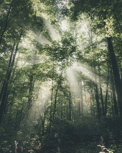 林间阳光洒落的静谧美景