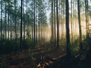 清晨阳光穿透森林美景