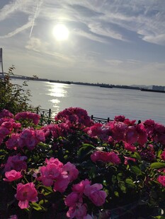 湖畔繁花映日美景