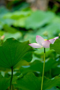 粉色荷花绽放于绿叶间