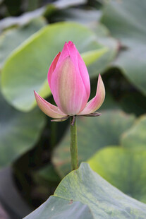娇艳荷花绽放于绿叶间
