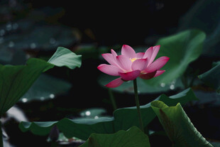 娇艳荷花绽放于绿叶间