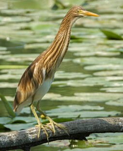 黄苇鳽