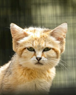 可爱的沙漠猫
