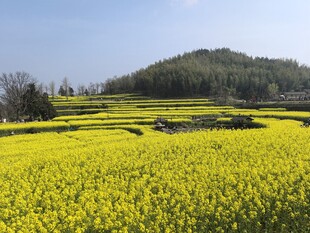 春日油菜花海田园风光