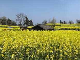春日油菜花海田园风光