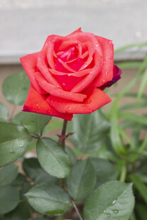 月季花