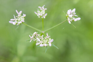 香菜开花