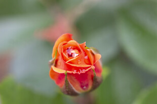 月季花露珠