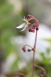 虎耳草花朵特写