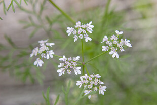 香菜开花