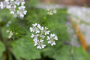 香菜花