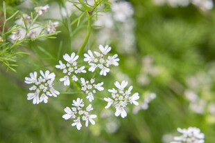 香菜花