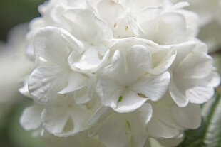洁白绣球花特写