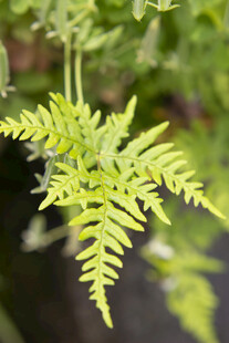 嫩绿蕨类植物粉背蕨特写