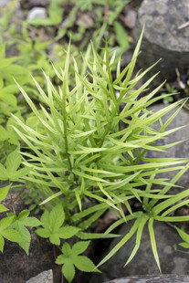 井栏边草