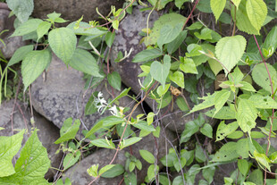 金银花 