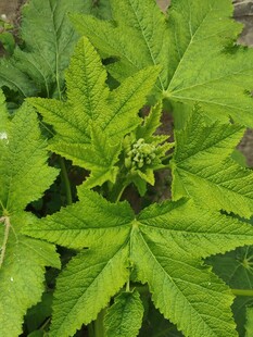 翠绿繁茂的植物叶片
