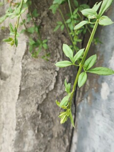 墙边生长的嫩绿植物
