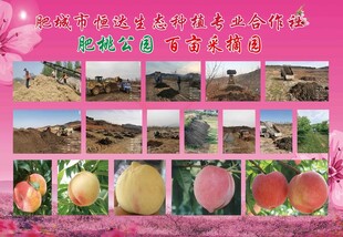 多样桃子果园景象展示