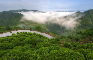 山间茶园