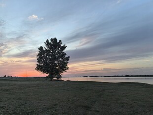 夕阳下孤树映于开阔草地