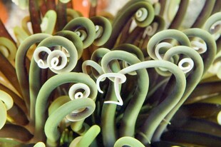 海底珊瑚