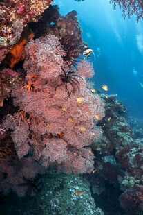 海底绚烂珊瑚景观