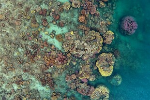 海底多彩珊瑚景观