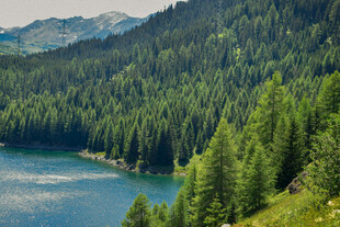 山间湖畔的葱郁森林美景