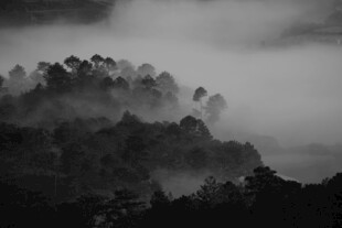 云雾缭绕的山林美景