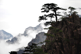 黄山奇峰上的傲立青松