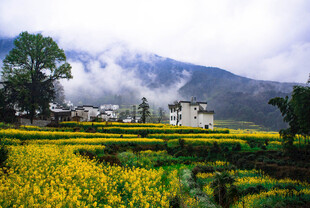 田园油菜花与远山美景