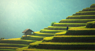 山间梯田美景
