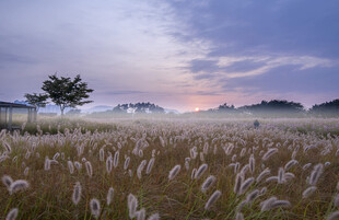 夕阳下的芒草田野美景